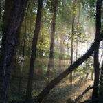 The Warren Wilson College Forest